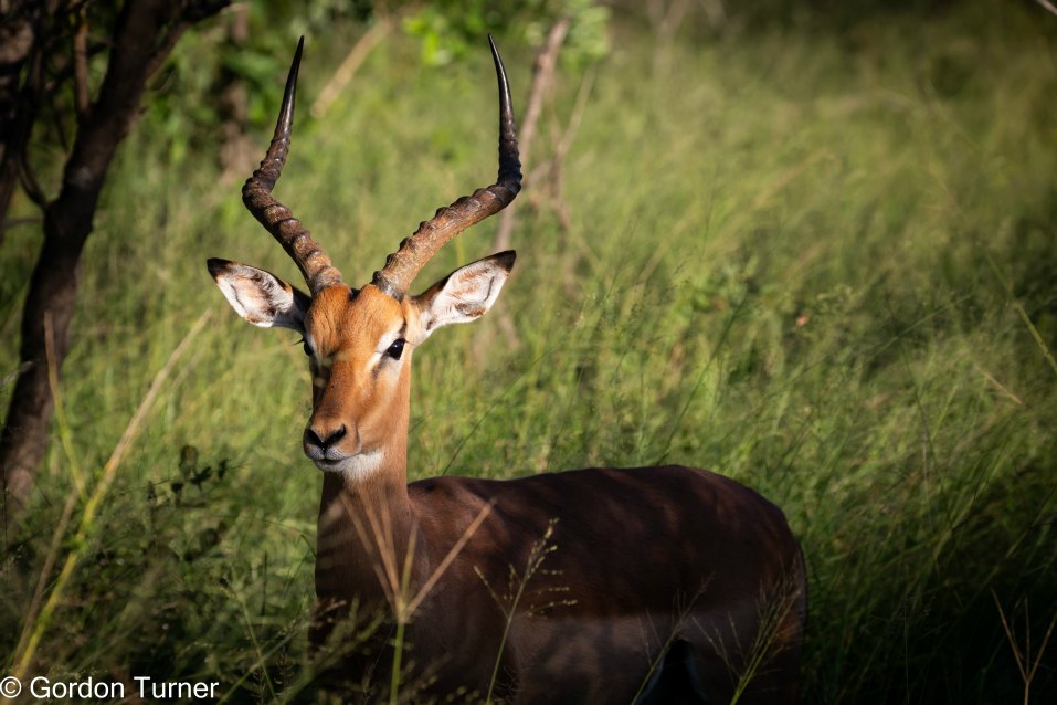 <h2>The Best of South Africa Escorted 2023</h2> 14 Nights | 6 Rounds | March 11 - 25